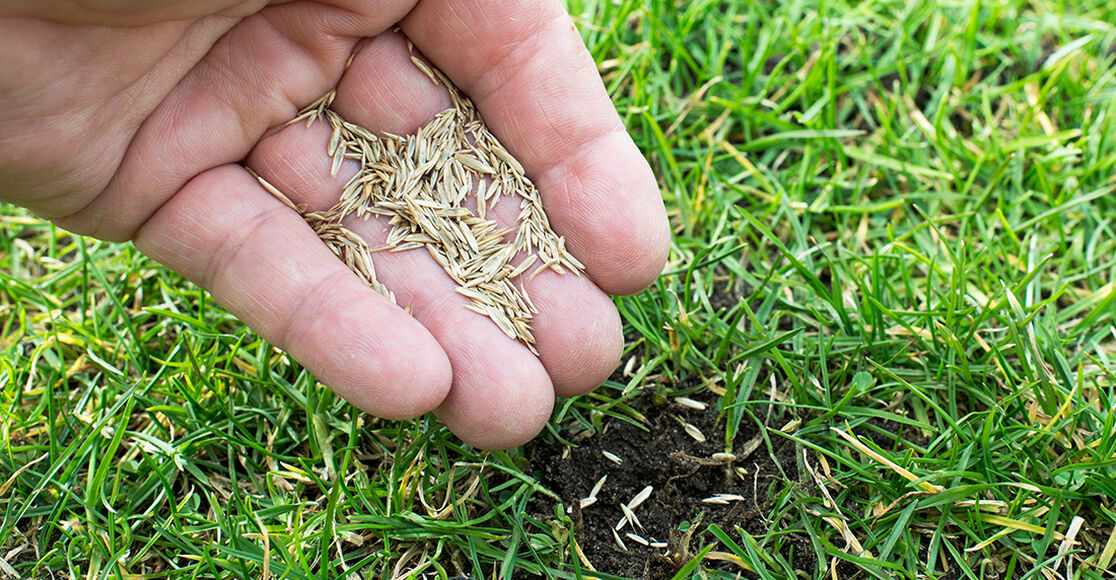 How to Choose Grass Seed for Your Lawn TroyBilt TroyBilt US