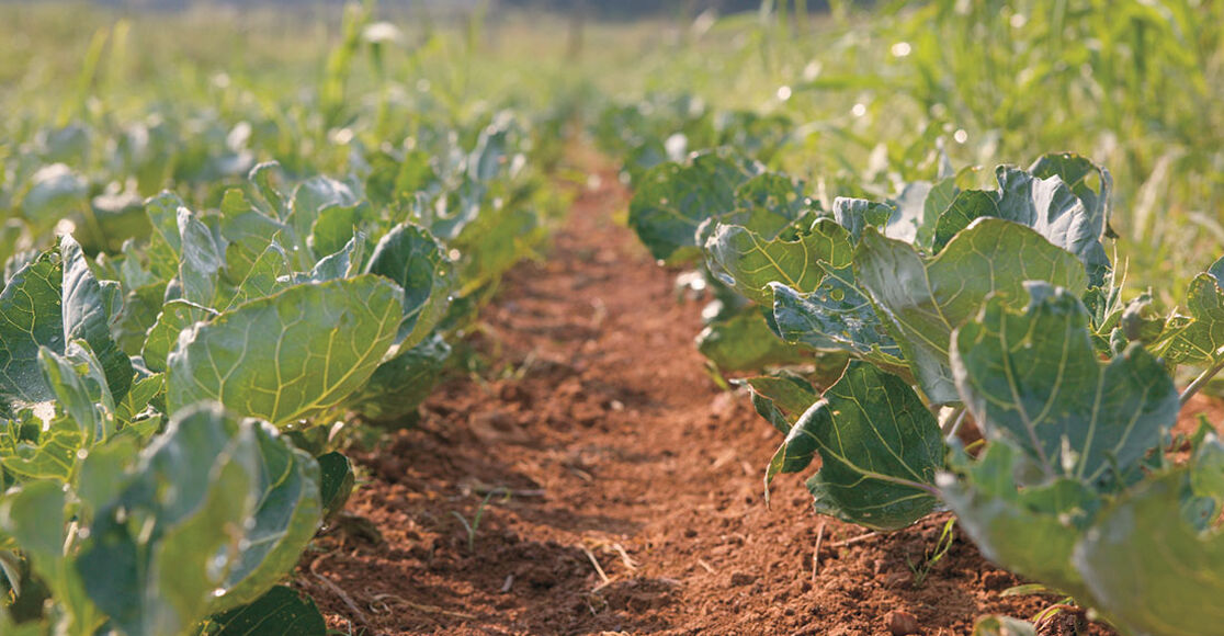 Best Plants to Grow in Clay Soil TroyBilt TroyBilt US