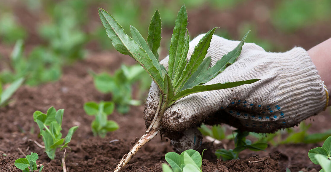 Controlling Weeds without Chemicals TroyBilt TroyBilt US