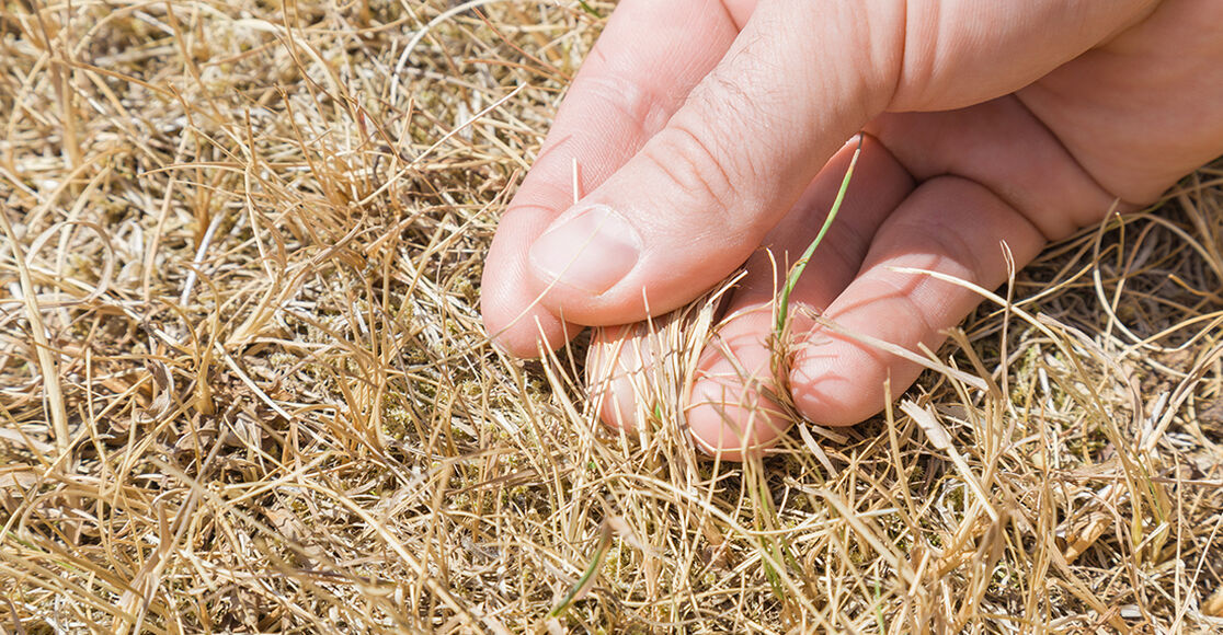 How to Fix Burnt Grass from Sun Damage TroyBilt TroyBilt US