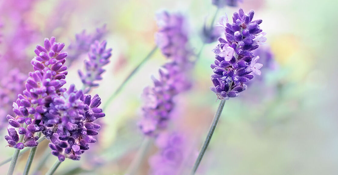 The Benefits of PollenRich Flowers TroyBilt TroyBilt US