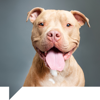 Photo: Boris The Pibble