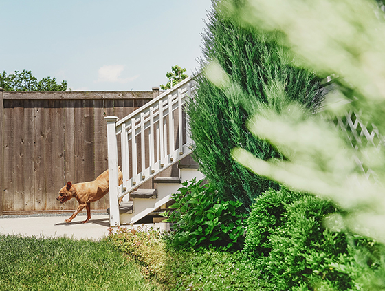 Photo: dog walking down stairs
