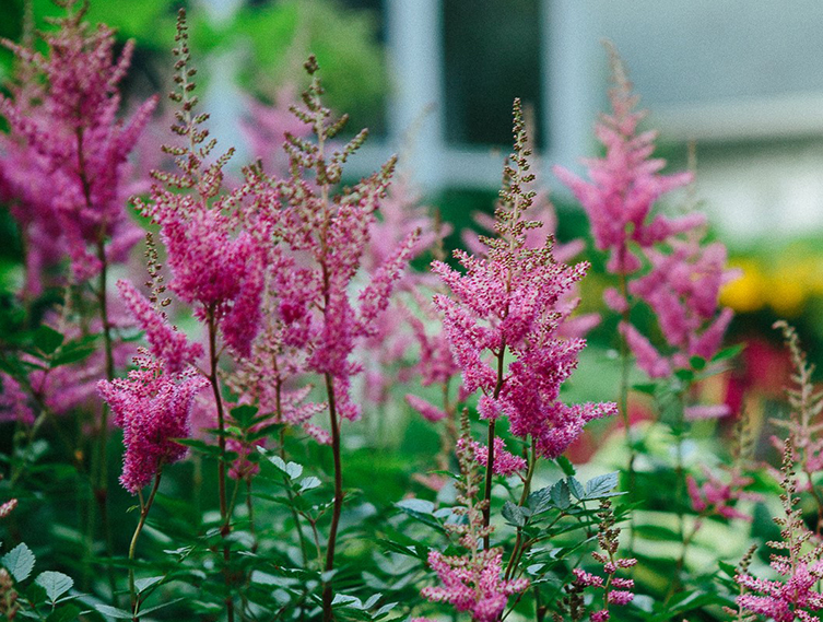 Photo: wildflowers